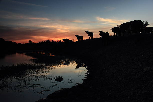 istock row of cows at dusk 528436485