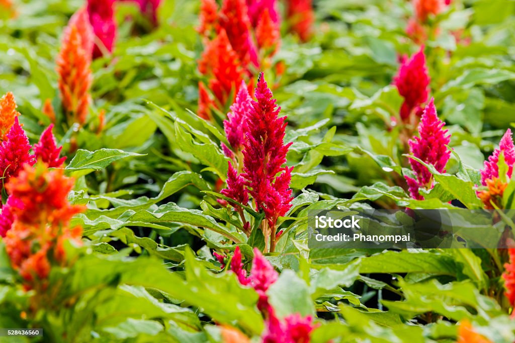 Sfondo di bellissimi fiori celosia - Foto stock royalty-free di Ambientazione esterna