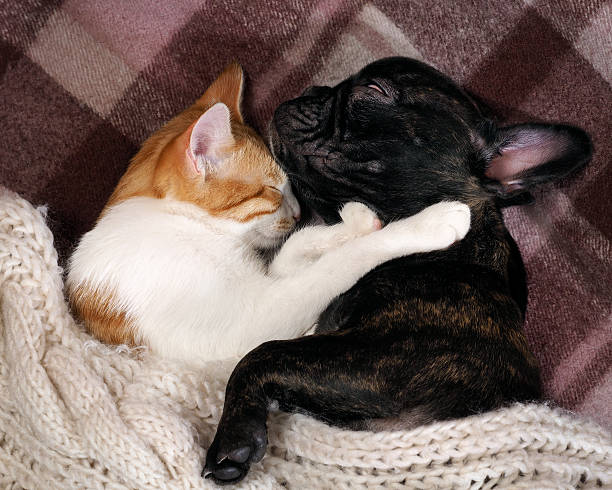 istock Dog and cat sleeping together, hugging each other 528436584