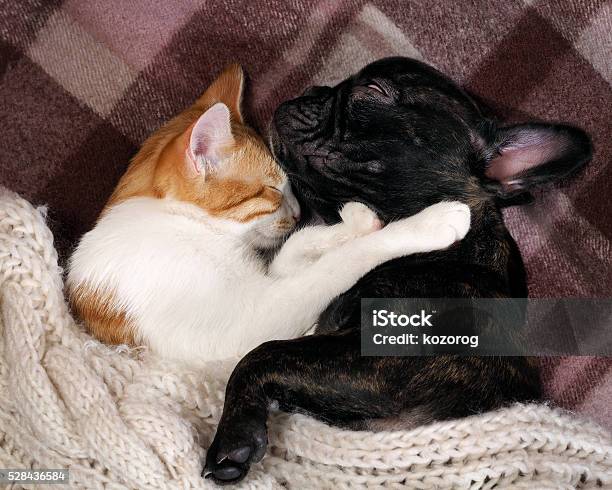 Chó Và Mèo Ngủ Với Nhau Ôm Nhau Hình ảnh Sẵn có - Tải xuống Hình ảnh Ngay bây giờ - Chó, Chó bun pháp, Chó bò anh - iStock Chó Và Mèo Ngủ Với Nhau Ôm Nhau Hình Ảnh Sẵn Có - Tải Xuống Hình Ảnh Ngay Bây Giờ - Chó, Chó Bun Pháp, Chó Bò Anh - Istock