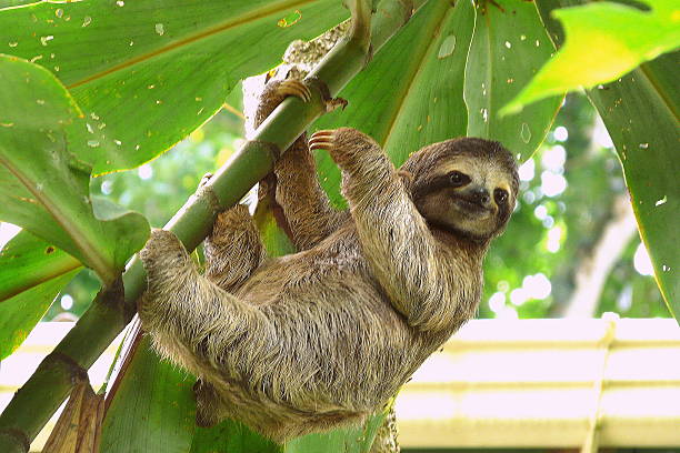 perezoso en puerto viejo, costa rica. - lento fotografías e imágenes de stock