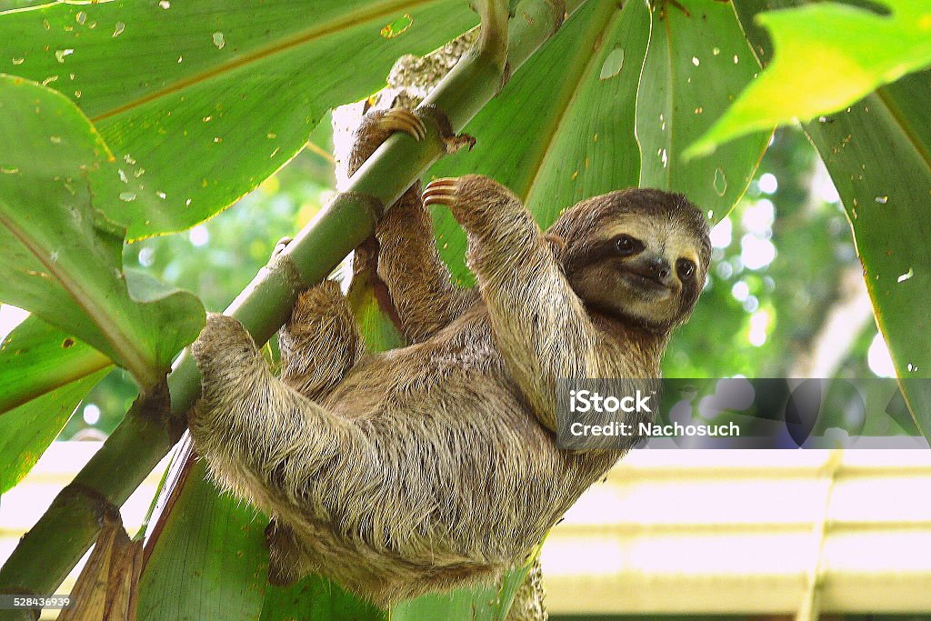 Sloth in Puerto Viejo, Costa Rica. Sloth Stock Photo