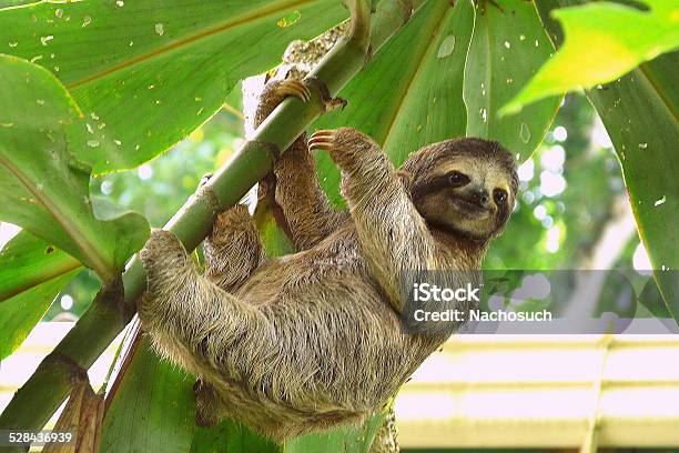 Sloth In Puerto Viejo Costa Rica Stock Photo - Download Image Now - Sloth, Laziness, Costa Rica
