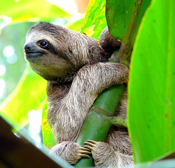 istock Sloth in Puerto Viejo, Costa Rica. 528436949