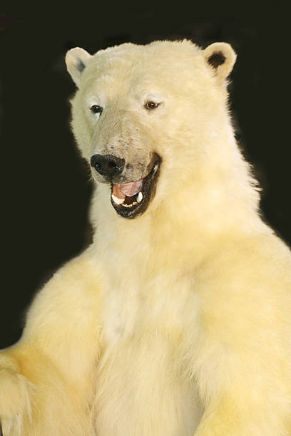 istock Body of a polar bear 528437270