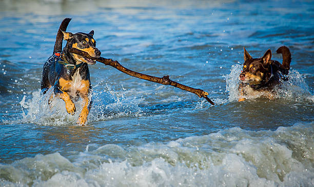 Two sisters were throwing a stick to 3 dogs, a mother and two sisters, on Four Mile Beach, Port Douglas, Queensland, Australia. They were all having a great time, especially the dogs. I cropped the third dog out as she was too slow.
