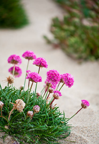 Beautiful pink garden flowers planted in a sand.