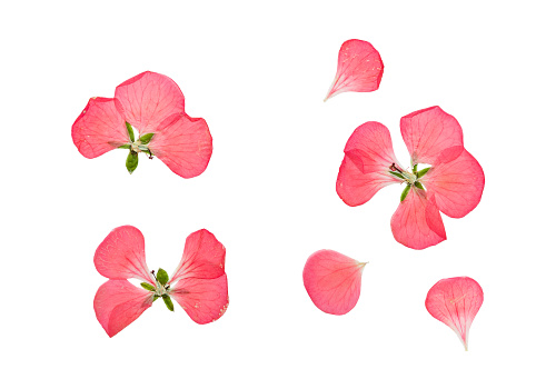 Pressed and dried delicate pink flowers and petals of geranium (pelargonium). Isolated on white background.