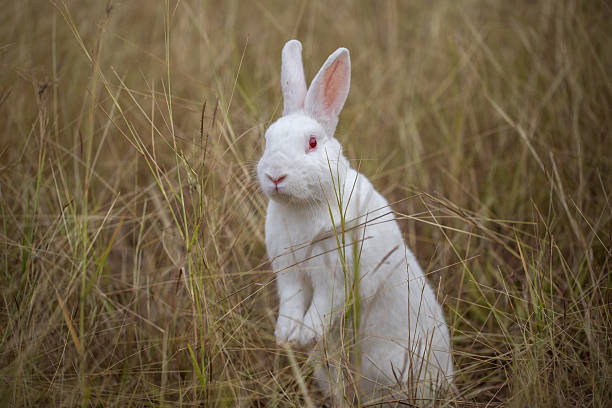 white rabbit stock photo