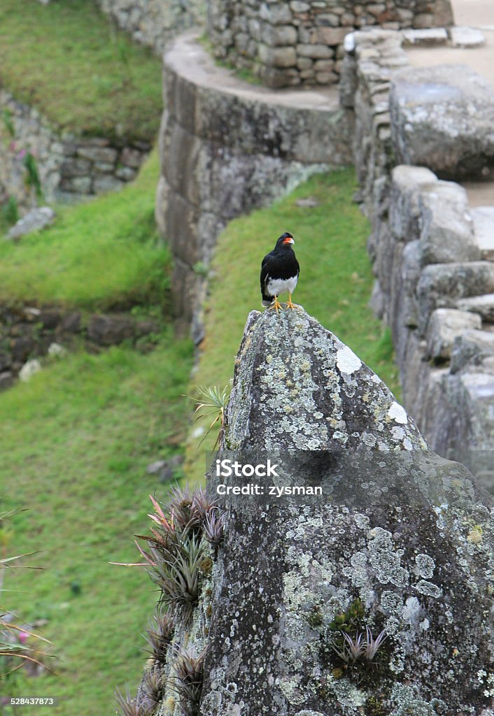 Machu Picchu Stonework Intricately crafted stonework at Machu Picchu, Peru Ancient Stock Photo