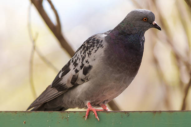 istock portrait of pigeon closeup 528437892