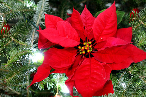istock Poinsettia Christmas Tree 528438081