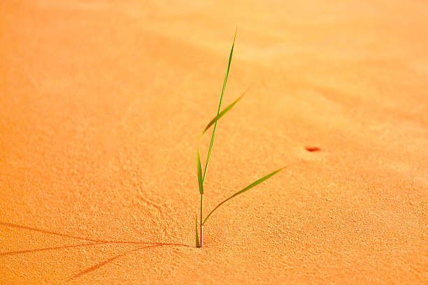 istock Life beginning on wasteland.Background green sprout 528438129