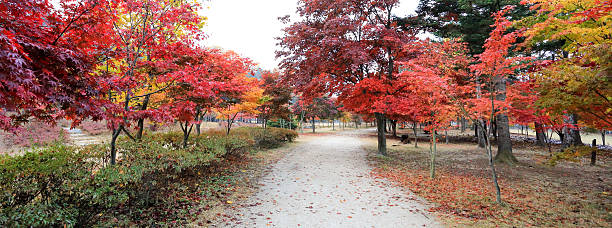 istock Namiseom island in autumn 528438769