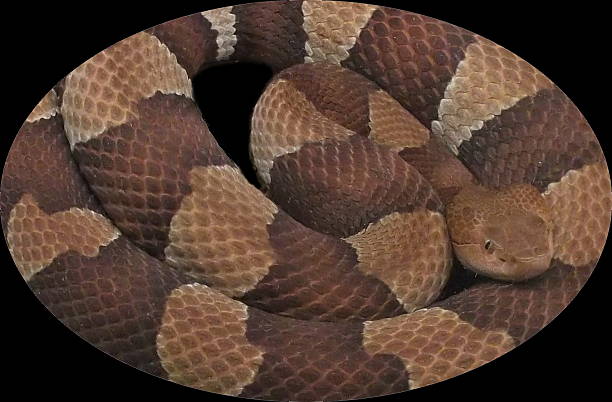 Copperhead A coiled up Copperhead snake, isolated on black. southern copperhead stock pictures, royalty-free photos & images