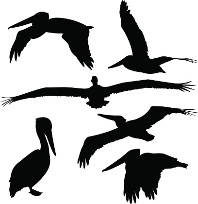 Vector illustration of a set of silhouettes of pelicans.