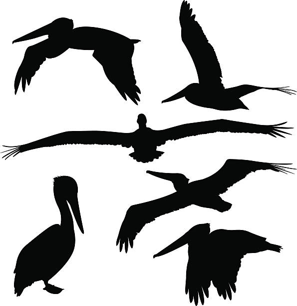 Pelican Silhouettes Vector illustration of a set of silhouettes of pelicans. pelican stock illustrations