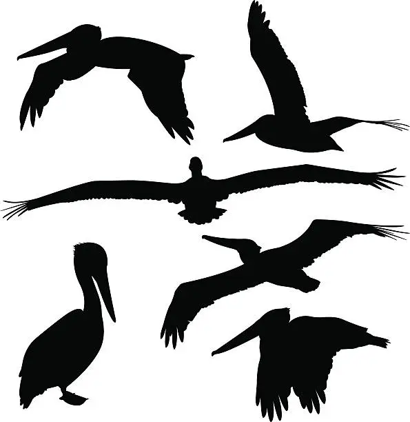 Vector illustration of Pelican Silhouettes