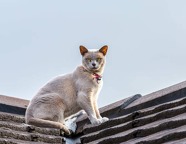 gatto sul tetto - burmese culture foto e immagini stock