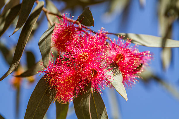 istock Furry flowers of eucalyptus. 528439600