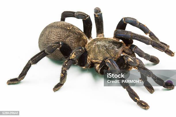 Tarantula Stock Photo - Download Image Now - Animal, Animal Wildlife, Animals Hunting