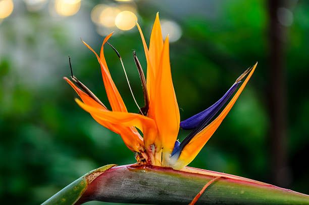 istock Bird of paradise flower 528439683