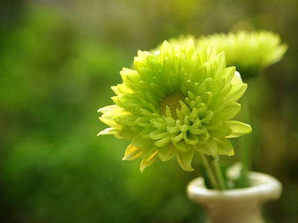 Green chrysanthemum stock photo