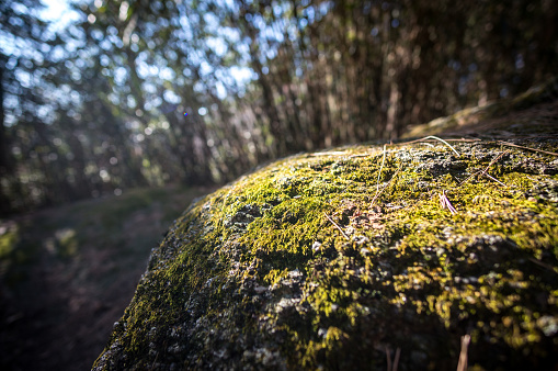 Moss on a rock taken in Ojukheon forest in Gangneung, South Korea