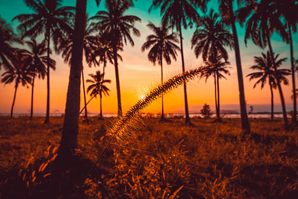 istock Silhouette grass flower and coconut palm tree on beach 528440638