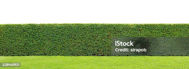 Green Hedge On Isolated Stock Photo - Download Image Now - Agricultural Field, Backgrounds, Beauty