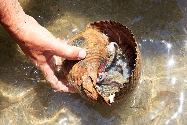 istock Octopus in another sink on male hand over sea water. 528441623