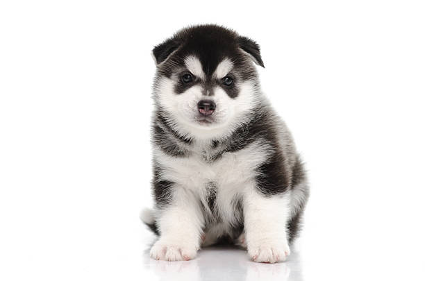 istock Cute siberian husky puppy sitting on white background 528441967