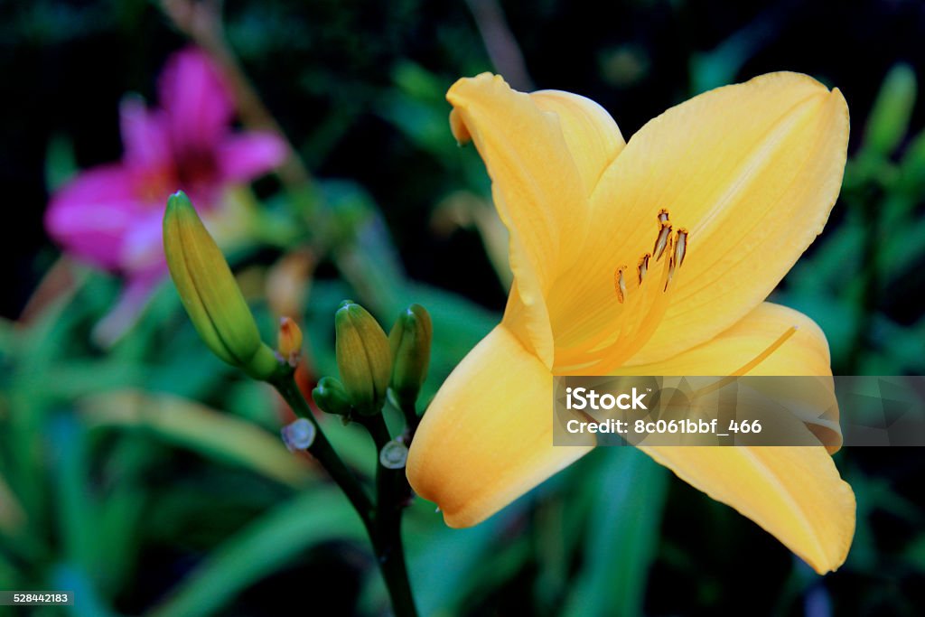 yellow and purple lilies Large yellow lily with three buds were photographed in the city of San Jose, California, United States Beauty In Nature Stock Photo