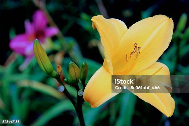 Yellow And Purple Lilies Stock Photo - Download Image Now - Beauty In Nature, Bud, Close To