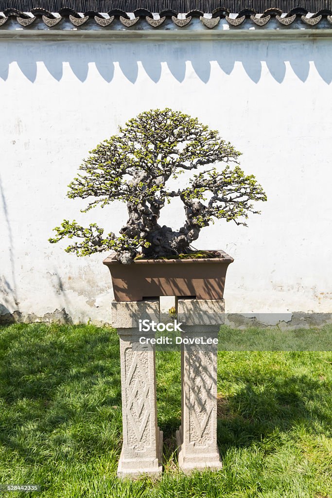 Chinese bonsai The chinese bonsai in a historic and famous Suzhou traditional garden. Art Stock Photo