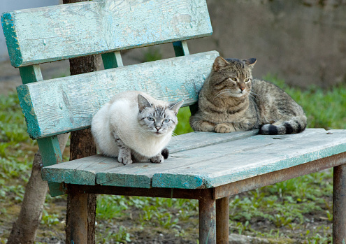 Two cats on a bench