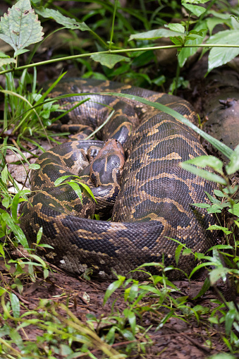 Python Eating Monkey Indian Rock Python With Prey In Its Stomach Stock Photo - Download ...