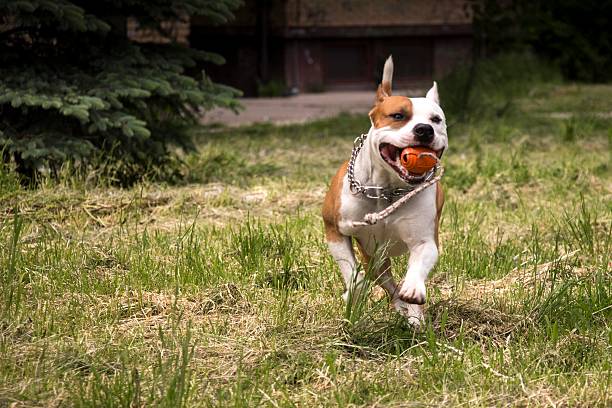istock beautiful american stafford running in park on sunny day 528443524