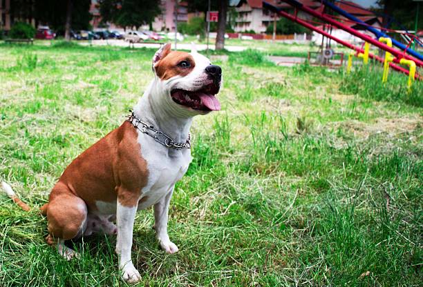 istock American Stafford Terrier outdoor portrait 528443614