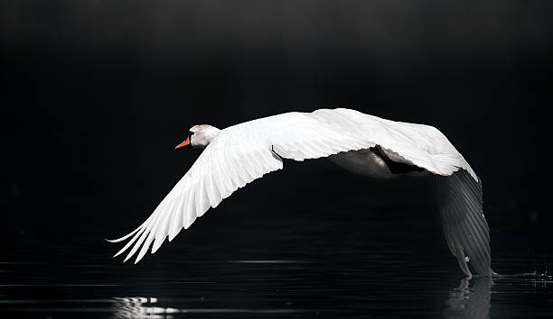 el río cisne - cisne blanco comun fotografías e imágenes de stock