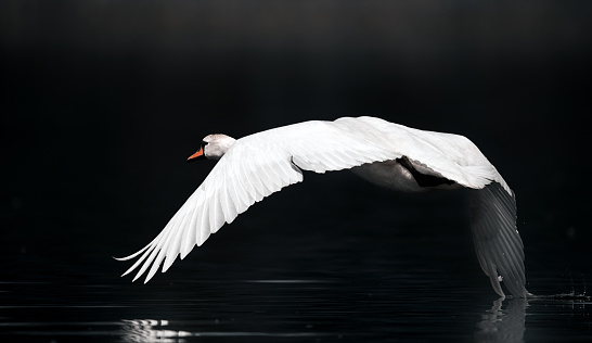side view of swan over the river flying away.beauty in nature, animals background.