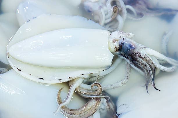 istock Fresh squid for sale on the market. 528445294