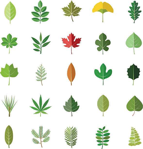 illustrations, cliparts, dessins animés et icônes de vecteur couleur icônes de feuilles - beech leaf illustrations