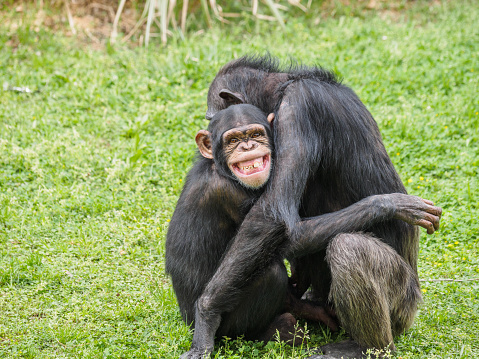 Big smile on young chimpanzee's face when its mother hugs it.