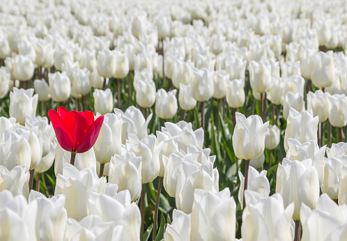 Single red tulip among many white tulips in Holland