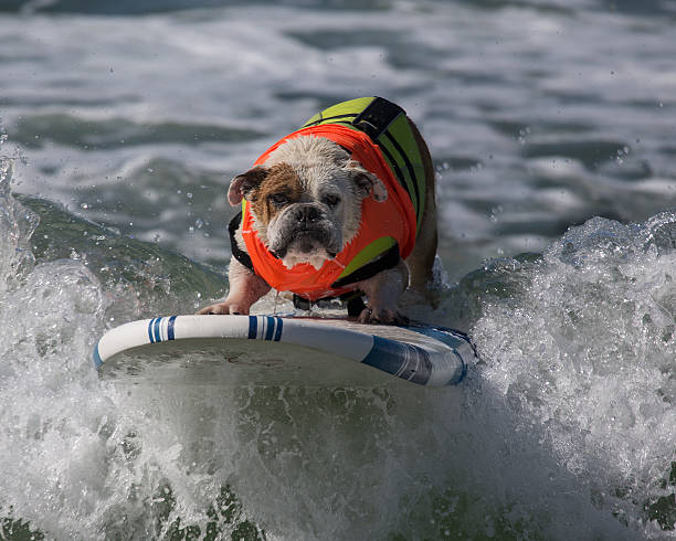 istock Bulldog surfing 528460257