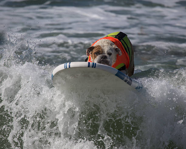 istock Surfing Bulldog 528460261