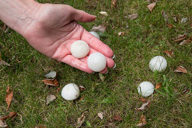 istock Hail on the grass after the storm 528461035