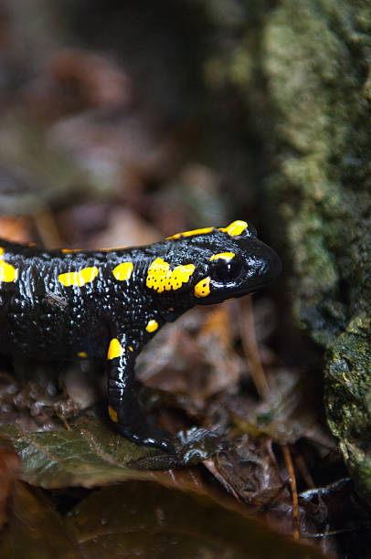istock yellow and black salamander 528461383