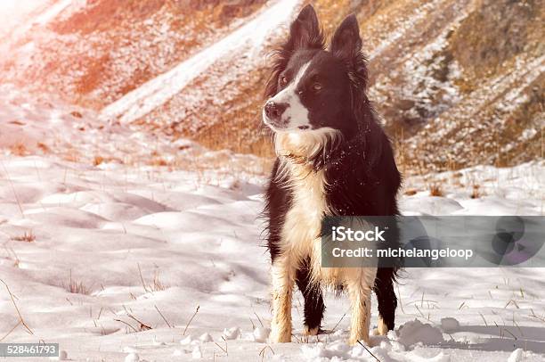 Beautiful Border Collie Plays With The Snow On The Mountain Stock Photo - Download Image Now